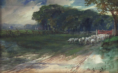 Herding Sheep