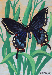 Butterfly Study I
