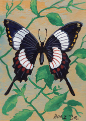 Butterfly Study II